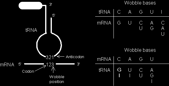 Parowanie wobble W 3 pozycji kodonu (1 antykodonu) dozwolone