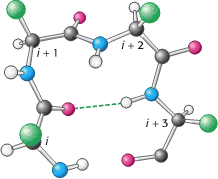 Wiązania wodorowe dlaα - helisy i i+4 Wiązania