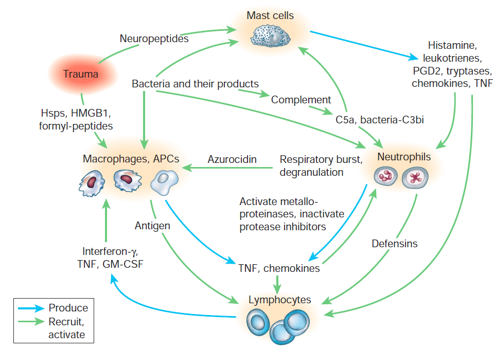 Rozwój reakcji zapalnej (heparin-binding protein) Points of