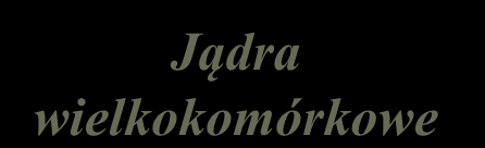 Zstępujące drogi przeciwbólowe noradrenergiczne noradrenalina Miejsce sinawe Jądra wielkokomórkowe Twór siatkowaty enkefalina