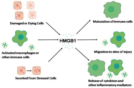 Rozwój reakcji zapalnej HMGB1 ( high-mobility group protein 1) białko o wysokiej
