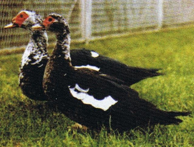 Od kilkunastu lat prowadzi się na skalę przemysłową chów kaczek piżmowych sprowadzonych z Francji. Jest to odrębny gatunek o cechach zarówno kaczek, jak i gęsi.