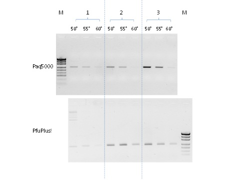 Reakcje PCR prowadzono w końcowej objętości mieszaniny reakcyjnej 50ul (w tym 2ul DNA) zgodnie z rekomendacjami producentów, ponadto skład mieszaniny PCR-mix oraz profil termiczny reakcji prowadzono