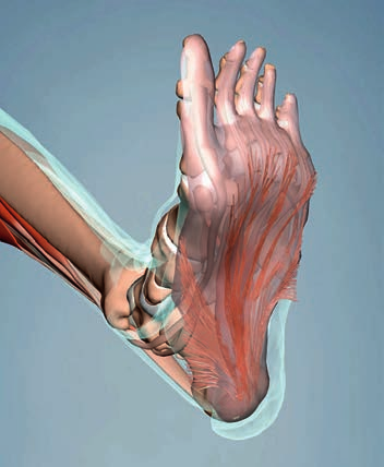 Restrykcje typu 1 stawu skokowego i zapalenie powięzi podeszwy 4 Punkty kluczowe: Technika dla powięzi podeszwowej Wskazania Ograniczenie zgięcia grzbietowego stawu skokowego lub wyprostu palców.