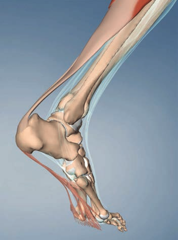Restrykcje typu 1 stawu skokowego i zapalenie powięzi podeszwy 4 Rycina 4.1 Pomiędzy mięśniem trójgłowym łydki a powięzią podeszwową (której włókna zaznaczono na łososiowo) istnieje ciągłe powiązanie.