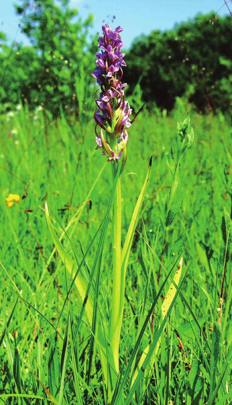 K. Towpasz, A. Stachurska-Swakoń Torfowisko niskie na Płaskowyżu Proszowickim Ryc. 7. Kukułka krwista Dactylorhiza incarnata w Słupowie (Niecka Nidziańska) (18.06.2008 r., fot. A. Stachurska-Swakoń) Fig.