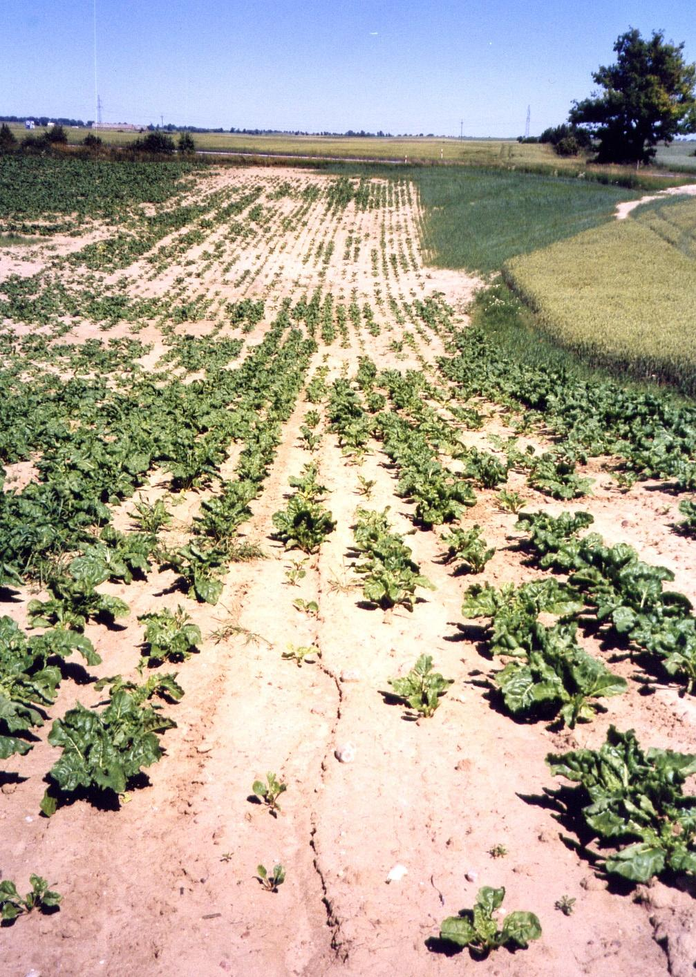 Następstwa erozji wodnej na plantacji