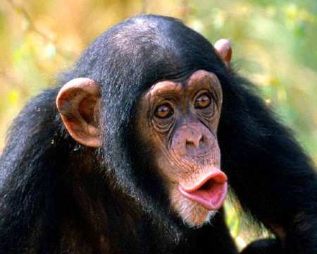 Język złoŝony z fonemów Małpy wydają ok. 30 rodzajów dźwięków Człowiek uŝywa ok.