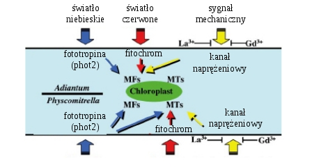 Kontrola ruchów chloroplastów MFs