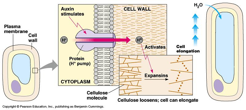Auksyny i wzrost elongacyjny (kwasowy) zwiększenie stężenia auksyn w komórce aktywacja pompy protonowej zakwaszanie apoplastu niskie ph aktywuje ekspansyny