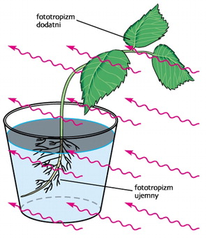 Fototopizm ruch w kierunku światła fototropizm dodatni; uciekanie od światła ujemny (podobnie dzieli się pozostałe tropizmy) pędy większości roślin wykazują fototropizm dodatni dwuetapowy mechanizm