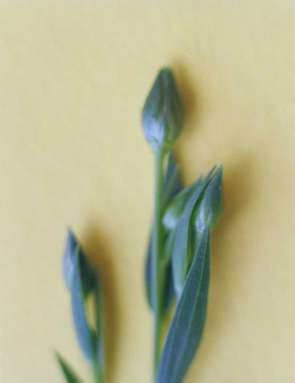 Wzrost i rozwój lnu włóknistego wg skali BBCH Kod 50 51 53 55 59 Główna faza rozwojowa 5: Rozwój kwiatostanu Opis fazy wzrostu Pąki kwiatowe zakryte w liściach Widoczne pierwsze