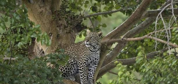 Dzień 5: Rezerwat Ngorongoro Po śniadaniu jedziemy do słynnego Rezerwatu Krajobrazowo-Zwierzęcego Ngorongoro Ngorongoro Crater Conservation Area (NCCA), znanego z rozległych równin, jezior, kraterów,