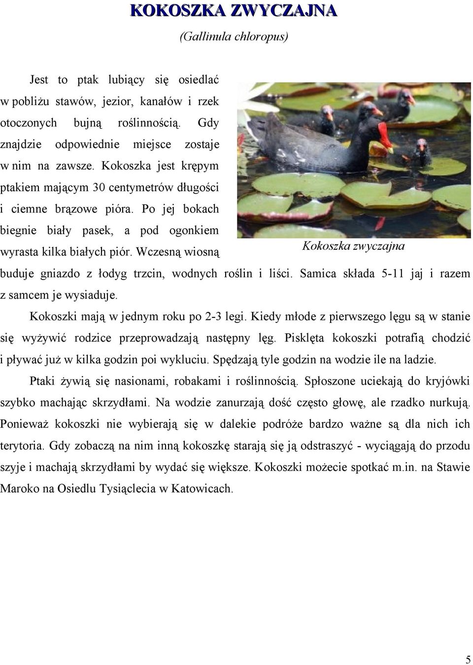 Po jej bokach biegnie biały pasek, a pod ogonkiem wyrasta kilka białych piór. Wczesną wiosną Kokoszka zwyczajna buduje gniazdo z łodyg trzcin, wodnych roślin i liści.