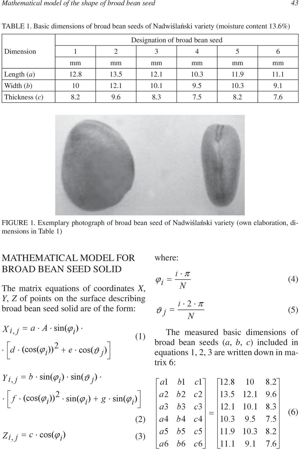 Exemplary photograph of broad bean seed of Nadwilaski variety (own elaboration, dimensions in Table 1) MATHEMATICAL MODEL FOR BROAD BEAN SEED SOLID The matrix equations of coordinates X, Y, Z of