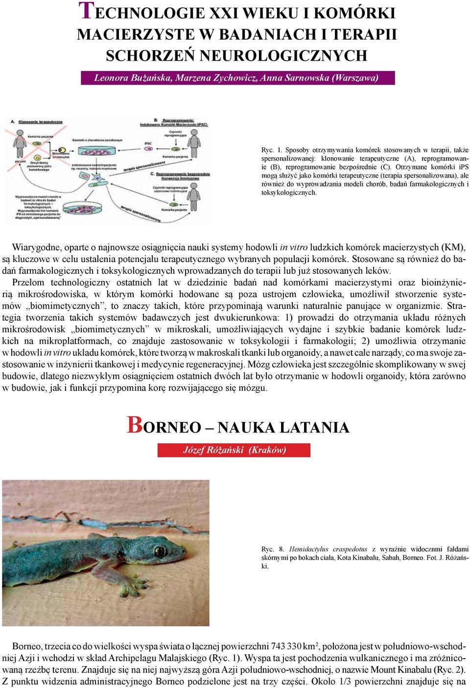 Otrzymane komórki ips mogą służyć jako komórki terapeutyczne (terapia spersonalizowana), ale również do wyprowadzania modeli chorób, badań farmakologicznych i toksykologicznych.