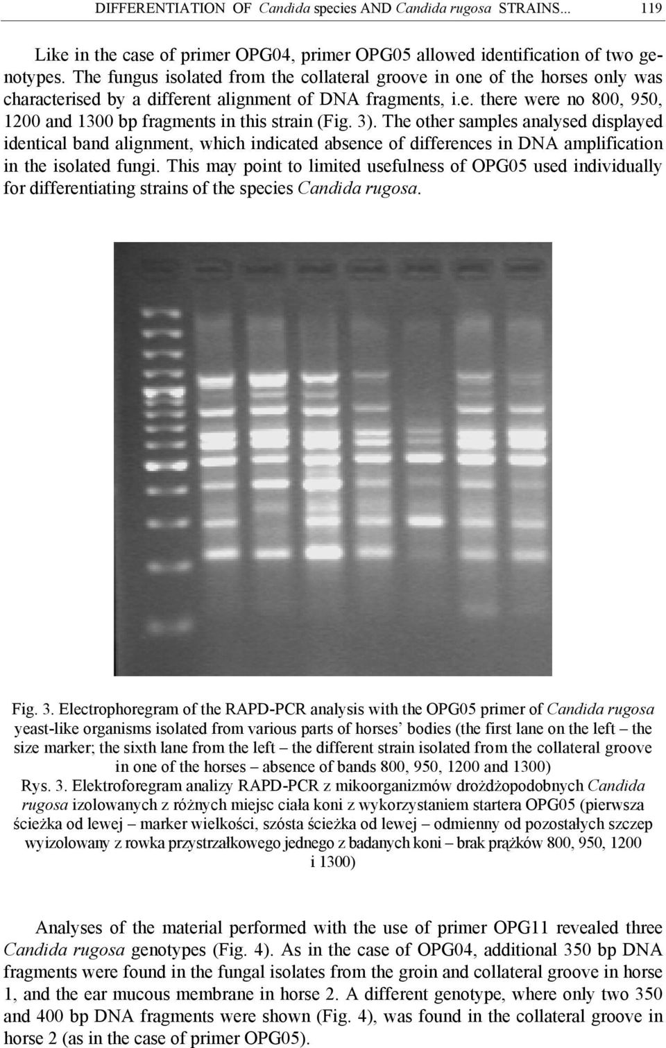 The other samples analysed displayed identical band alignment, which indicated absence of differences in DNA amplification in the isolated fungi.