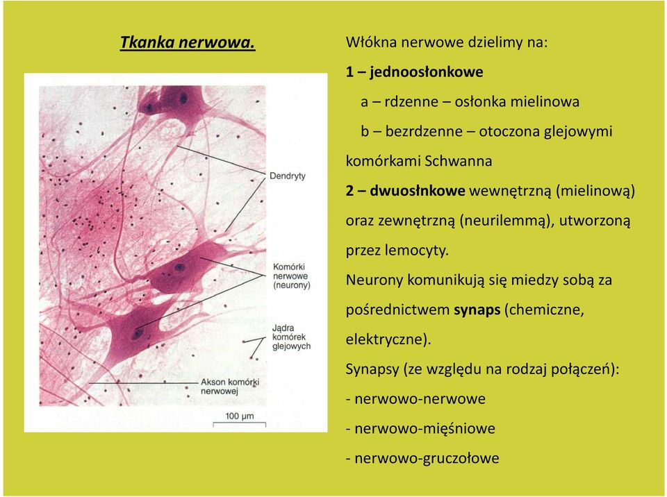 glejowymi komórkami Schwanna 2 dwuosłnkowe wewnętrzną (mielinową) oraz zewnętrzną (neurilemmą),