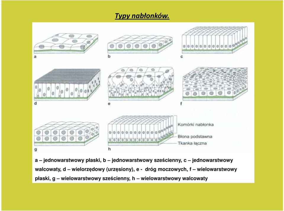 jednowarstwowy walcowaty, d wielorzędowy (urzęsiony), e