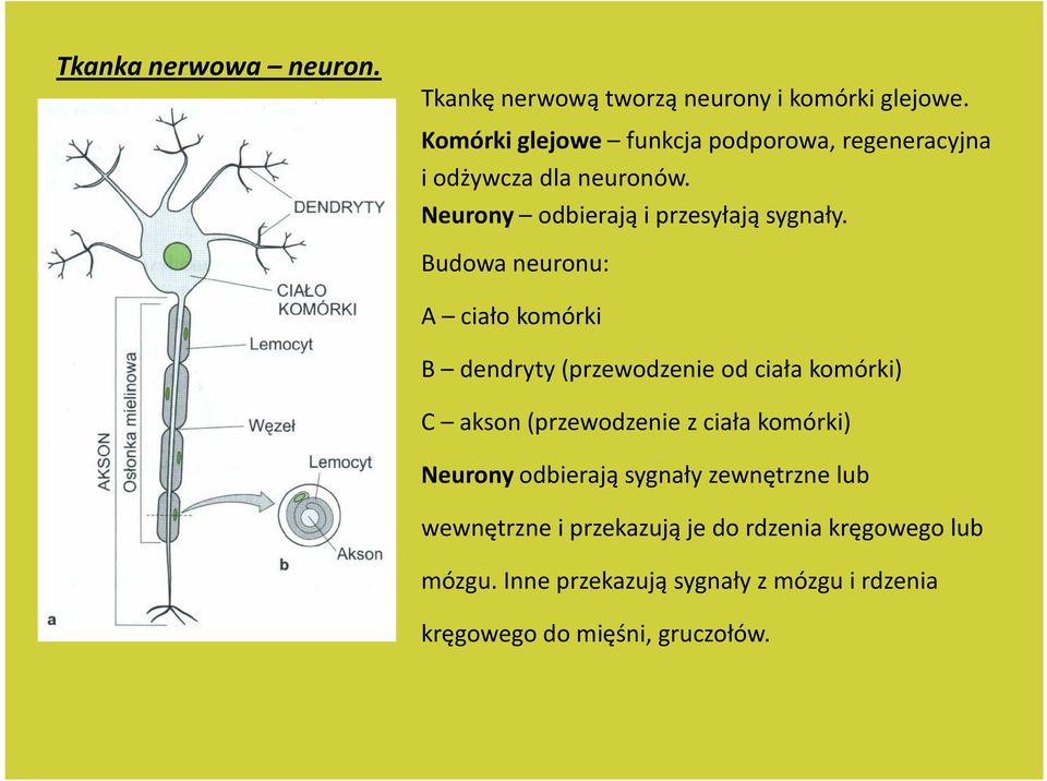 Budowa neuronu: A ciało komórki B dendryty (przewodzenie od ciała komórki) C akson (przewodzenie z ciała komórki)