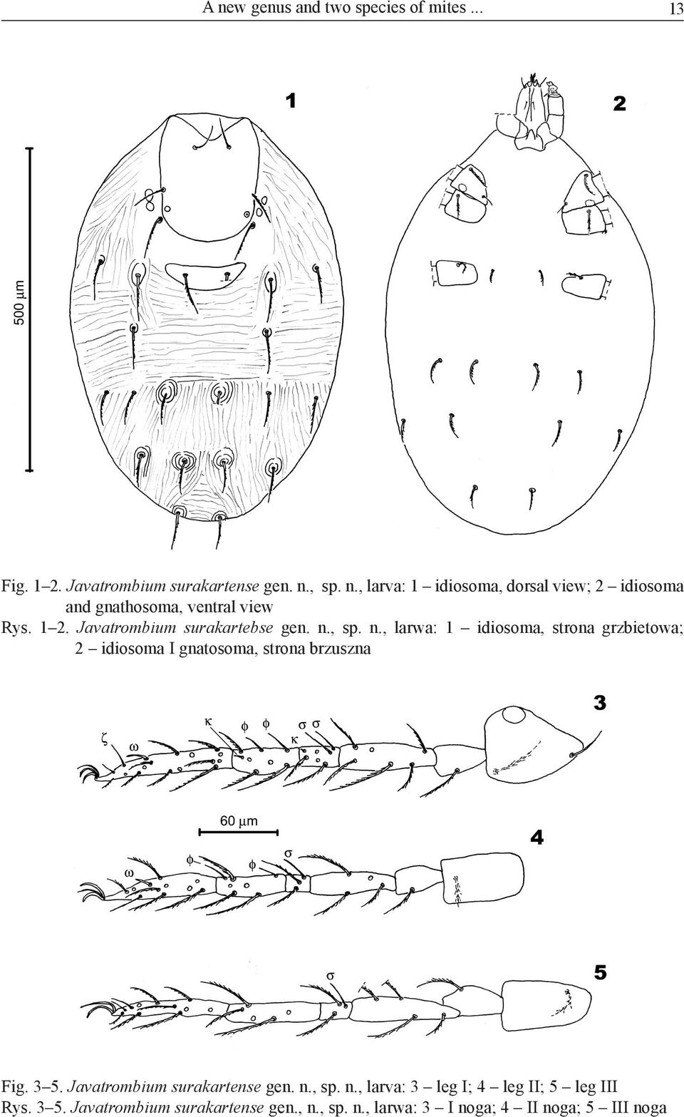 , sp. n., larwa: 1 idiosoma, strona grzbietowa; 2 idiosoma I gnatosoma, strona brzuszna Fig. 3 5.