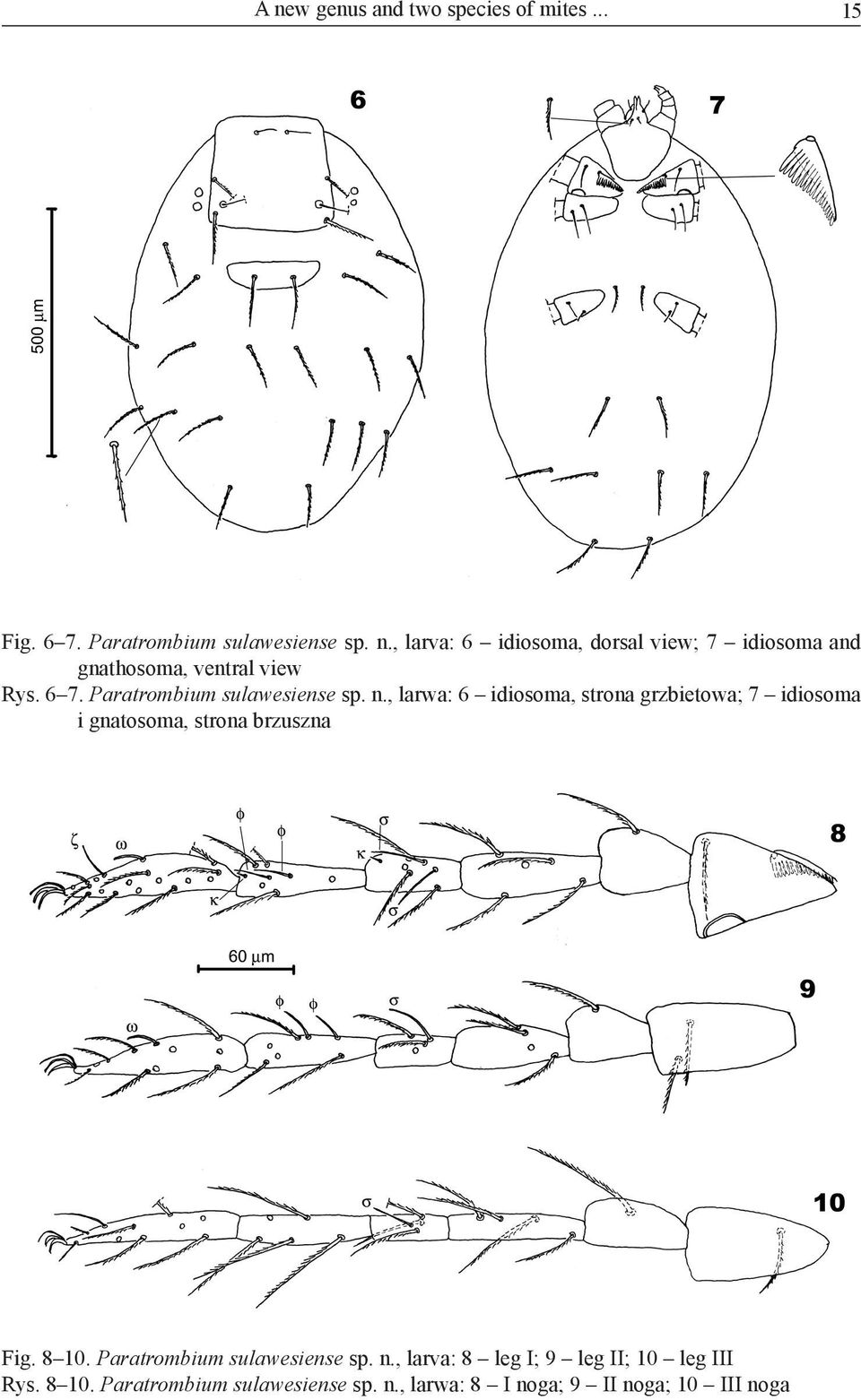 , larwa: 6 idiosoma, strona grzbietowa; 7 idiosoma i gnatosoma, strona brzuszna Fig. 8 10.