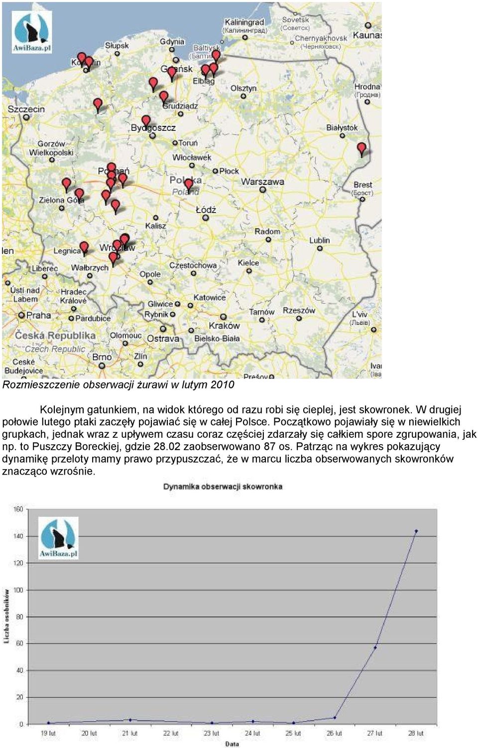 Początkowo pojawiały się w niewielkich grupkach, jednak wraz z upływem czasu coraz częściej zdarzały się całkiem spore