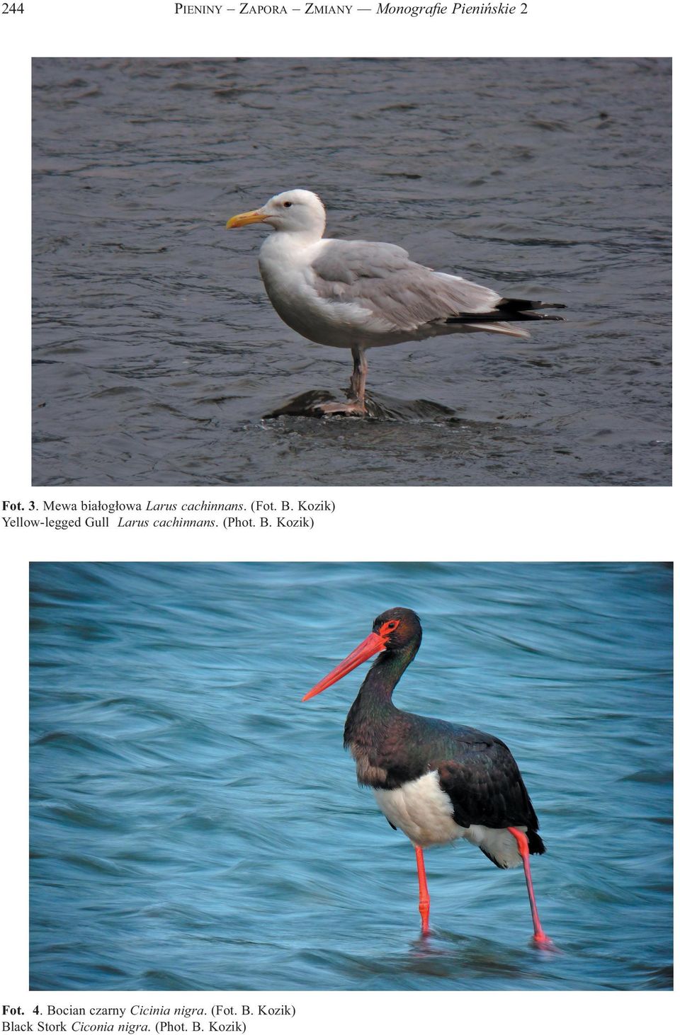 Kozik) Yellow-legged Gull Larus cachinnans. (Phot. B. Kozik) Fot.