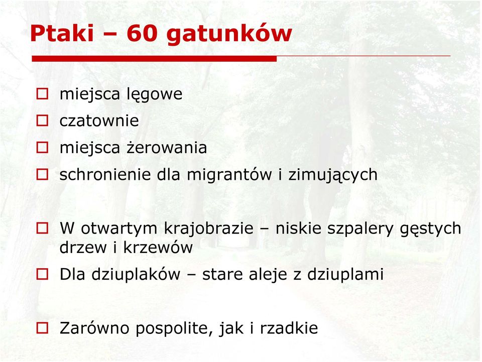 otwartym krajobrazie niskie szpalery gęstych drzew i