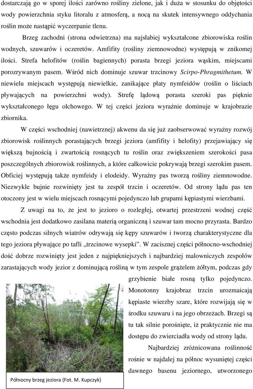 Strefa helofitów (roślin bagiennych) porasta brzegi jeziora wąskim, miejscami porozrywanym pasem. Wśród nich dominuje szuwar trzcinowy Scirpo-Phragmithetum.