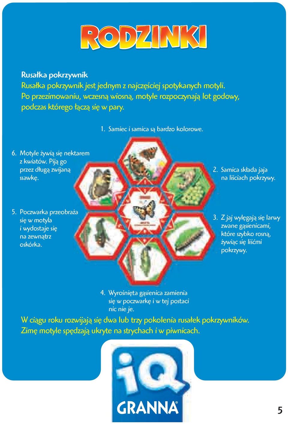 Piją go przez długą zwijaną ssawkę. 2. Samica składa jaja na liściach pokrzywy. 5. Poczwarka przeobraża się w motyla i wydostaje się na zewnątrz oskórka. 3.