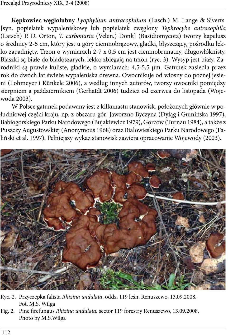 ) Donk] (Basidiomycota) tworzy kapelusz o średnicy 2-5 cm, który jest u góry ciemnobrązowy, gładki, błyszczący, pośrodku lekko zapadnięty.