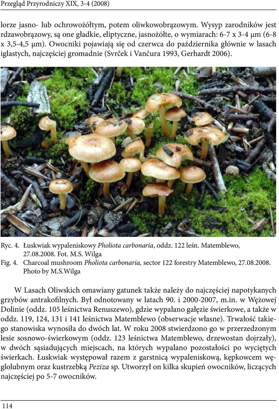 Owocniki pojawiają się od czerwca do października głównie w lasach iglastych, najczęściej gromadnie (Svrček i Vančura 1993, Gerhardt 2006). Ryc. 4. Łuskwiak wypaleniskowy Pholiota carbonaria, oddz.