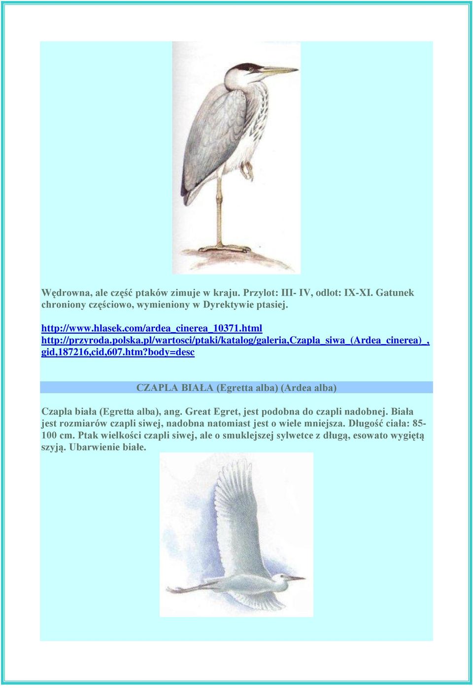Great Egret, jest podobna do czapli nadobnej. Biała jest rozmiarów czapli siwej, nadobna natomiast jest o wiele mniejsza. Długość ciała: 85-100 cm.