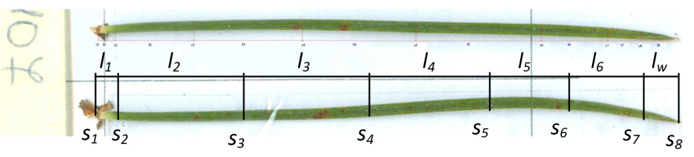 Wybrane cechy morfologiczne... Rysunek 1. Fotografia igły. Figure 1. Photography of the needle Rysunek 2. Skan igły Figure 2.