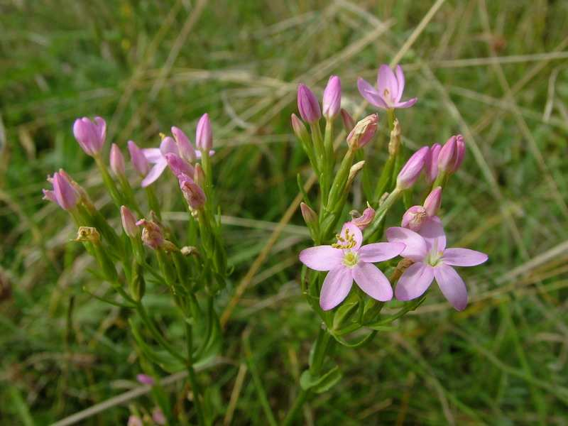 2. Centuria pospolita Centaurium erythraea To drobna, roczna roślina lecznicza z rodziny goryczkowatych Gentianaceae.