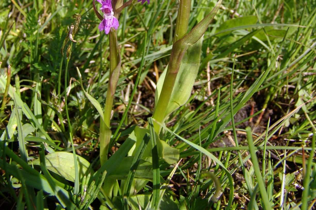 Kukułka szerokolistna Dactylorhiza maja lis 7. Lilia złotogłów Lilium martagon To efektowna bylina z rodziny liliowatych Liliaceae spotykana w zaroślach, lasach, zwłaszcza bukowych oraz na zrębach.