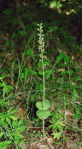 Listera jajowata Listera ovata 9. Mącznica lekarska Arctostaphylos uva-ursi Jest to roślina reprezentująca rodzinę wrzosowatych Ericaceae, rosnąca w suchych borach sosnowych.