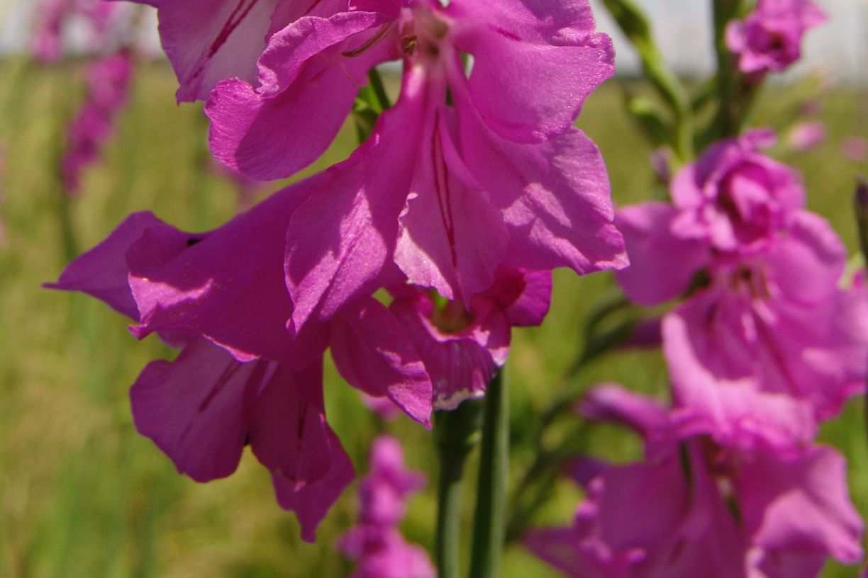 Mieczyk dachówkowaty Gladiolus imbricatus 11. Nasięźrzał pospolity Ophioglossum vulgatum To roślina z rodziny nasięźrzałowatych Ophioglossaceae, związana z siedliskami wilgotnymi.