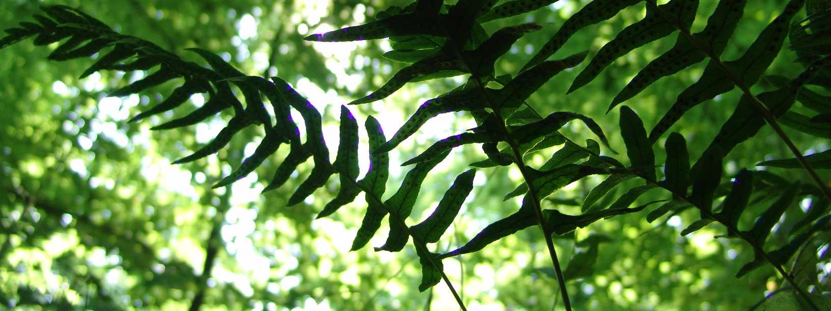 Paprotka zwyczajna Polypodium vulgare 13.