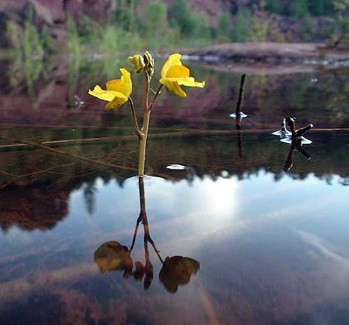 Pływacz drobny Utricularia minor 14. Pływacz zwyczajny Utricularia vulgaris To owadożerna bylina wodna z rodziny pływaczowatych Utriculariaceae, występująca dosyć często w wodach stojących.