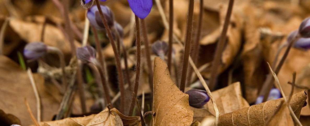 15. Przylaszczka pospolita Hepatica nobilis To wcześnie kwitnąca, dekoracyjna bylina reprezentująca rodzinę jaskrowatych Ranunculaceae. Osiąga wysokość do 20 cm i pokryta jest miękkimi włoskami.