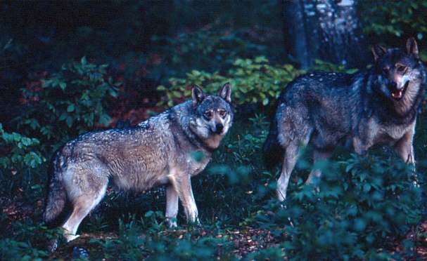 Wilk Canis lupus Liczebność: 2 8 osobników (zmienna) Stan ochrony: FV Monitoring: - tropienia na wyznaczonych