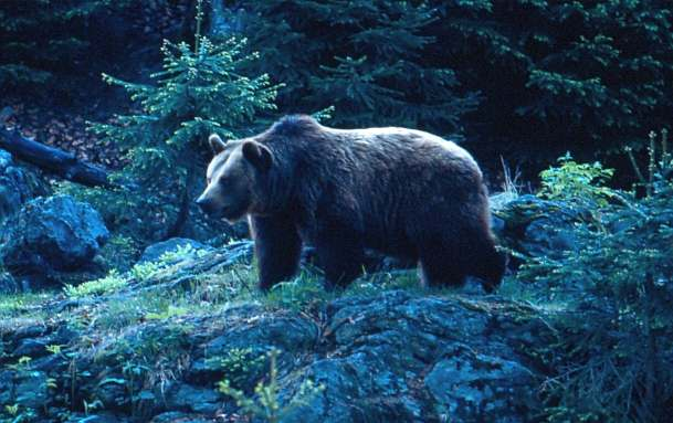 Niedźwiedź Ursus arctos Liczebność: 1 2 osobników Stan ochrony: U1 Monitoring: - tropienia na wyznaczonych