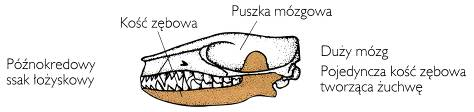 Kreda życie na lądziel