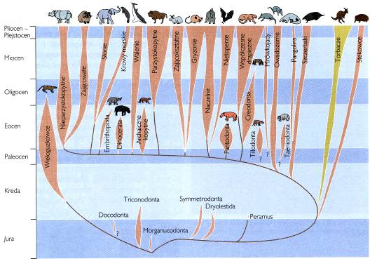 Paleogen życie na lądziel Paleocen ssaki mało wyspecjalizowane Eocen radiacja