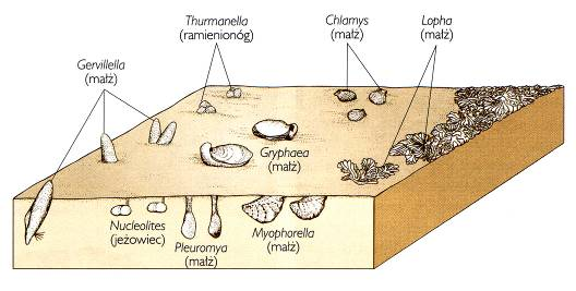 Odradzanie się bezkręgowców (mięczaki, amonity i belemnity, ramienionogi, jeżowce) Rozwój j koralowców madreporowych Ryby