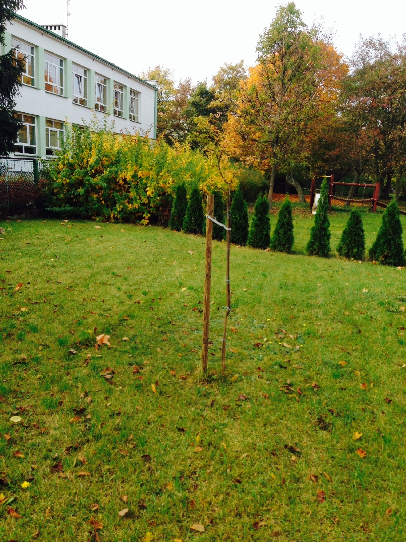 Zdjęcie 3: Pieńki i korzenie wystające z powierzchni terenu W ramach nasadzeń za ścięte drzewa w