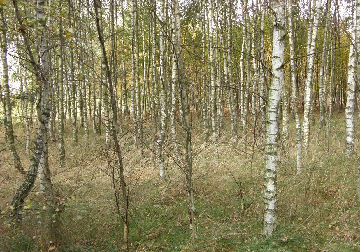 Zdjęcie 3 Fragment brzeziny znajdujący się wewnątrz lasu. Na obszarze lokalizacji inwestycji nie zaobserwowano gatunków chronionych roślin.