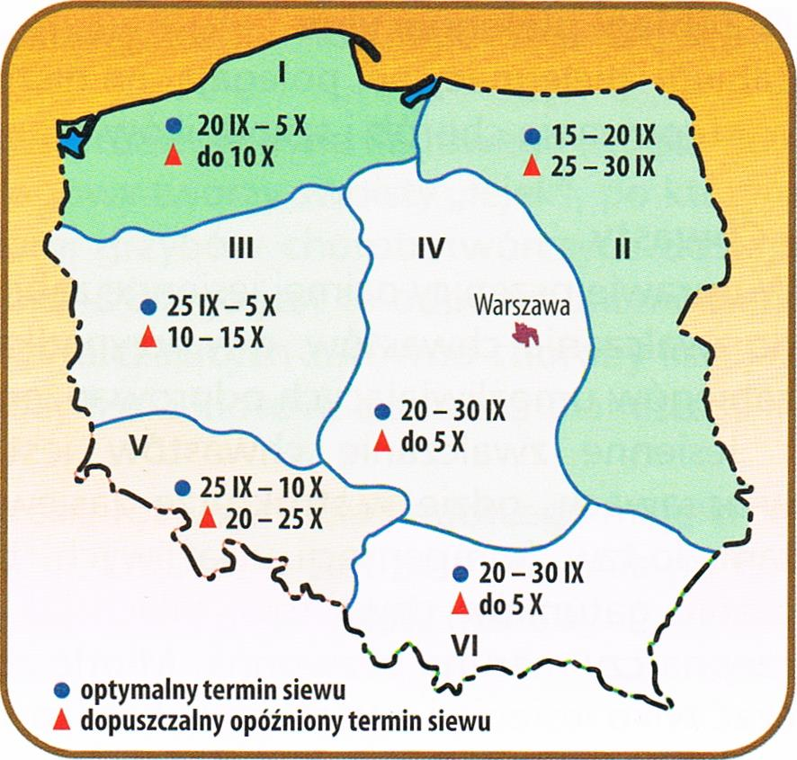 różnicowania elementów kłosa już jesienią.